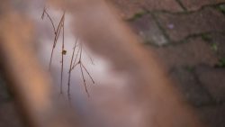 Noordertuin32